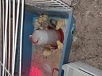 Zijdehoender hennetjes, Dieren en Toebehoren, Pluimvee, Vrouwelijk, Kip