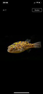 Kogelvis. Figure eight. Tetraodon Biocellatus., Vis
