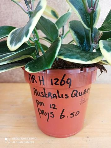 Hoya australis Queen potmaat 12 nummer H1269 beschikbaar voor biedingen