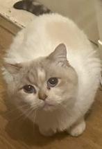 Britse korthaar kater en 1 poes SPOED!!, Dieren en Toebehoren, Katten en Kittens | Raskatten | Korthaar