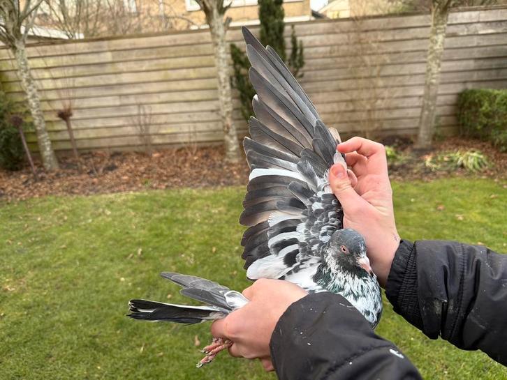 Mooi pakistaanse duif️dab wal, Dieren en Toebehoren, Vogels | Duiven, Overige soorten, Vrouwelijk