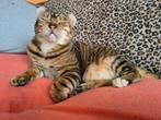 Lieve toyger zoekt gouden mandje, Dieren en Toebehoren, Poes