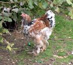 trio jonge  porselein brahma's, Dieren en Toebehoren, Pluimvee, Meerdere dieren, Kip