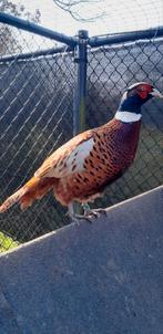 Bosfazanten haan, Mannelijk, Kip