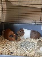 Te koop 2 schattige cavias, Maart, Mannelijk, Cavia
