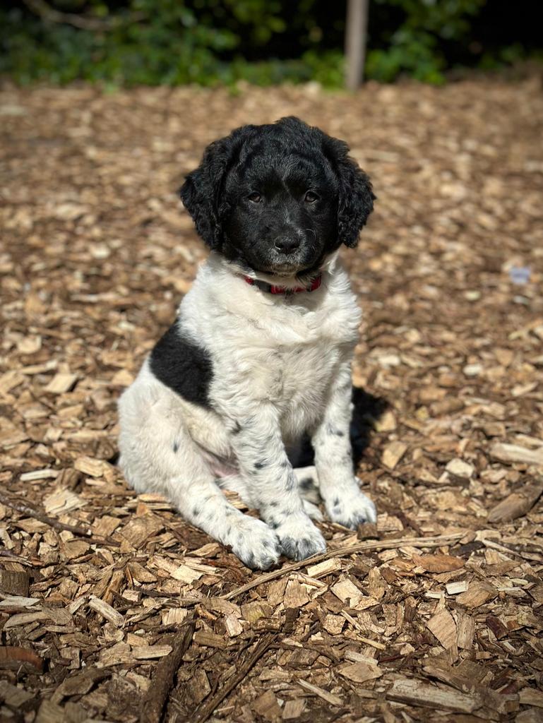 Prachtige Friese Stabij pups! Nog 1 reu en 1 teef, Parvo, Overige rassen, 8 tot 15 weken, Meerdere