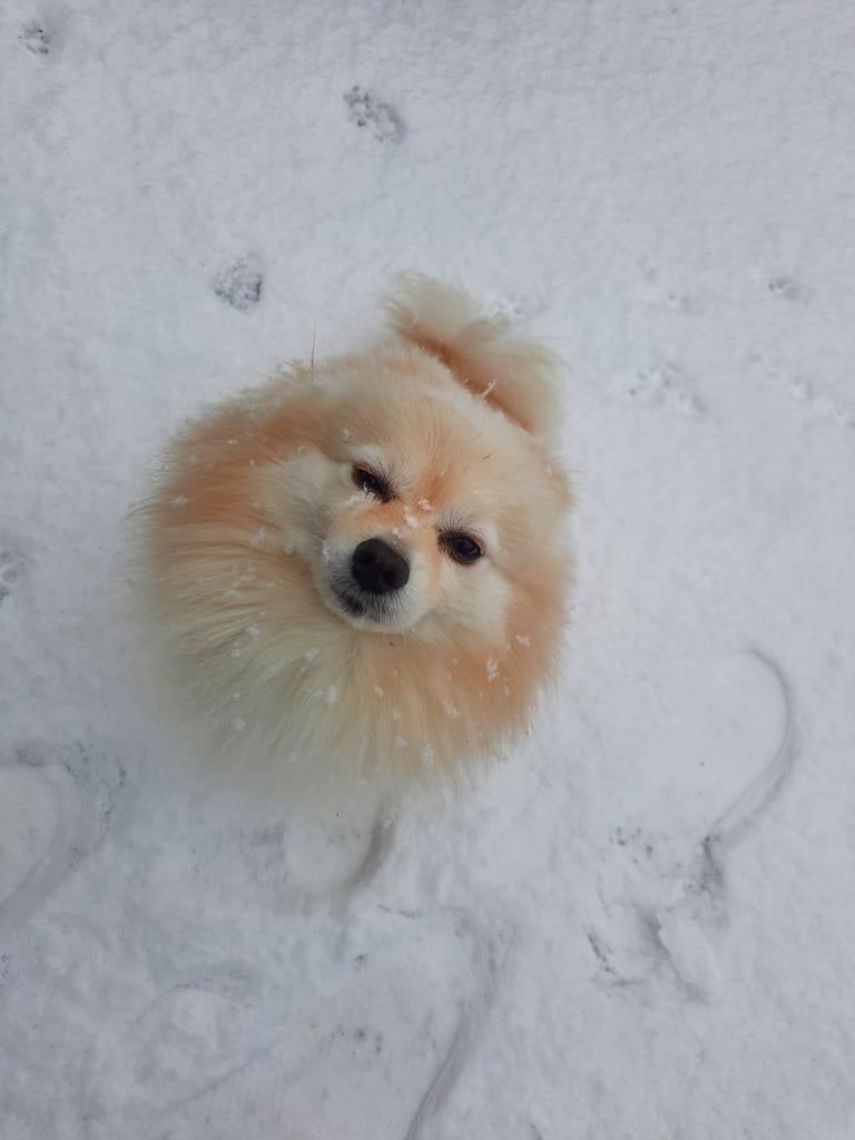 Honden oppas aangeboden ( zomer) ! Kleine huiselijke kring, Ophalen