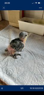 Handtamme caiques. Nobilis ara, zwartkop caique natuurbroed, Dieren en Toebehoren, Vogels | Parkieten en Papegaaien, Meerdere dieren