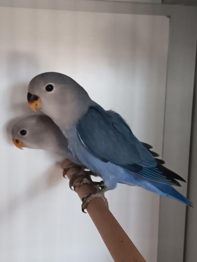 JONGE AGAPORNIS ROSEICOLLIS OM ZELF TAM TE MAKEN, Meerdere dieren, Dwergpapegaai of Agapornis, Geringd