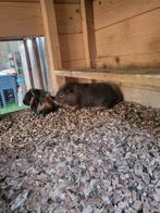 Goed huisje gezocht voor cavia's, Dieren en Toebehoren, Februari, Vrouwelijk, Cavia
