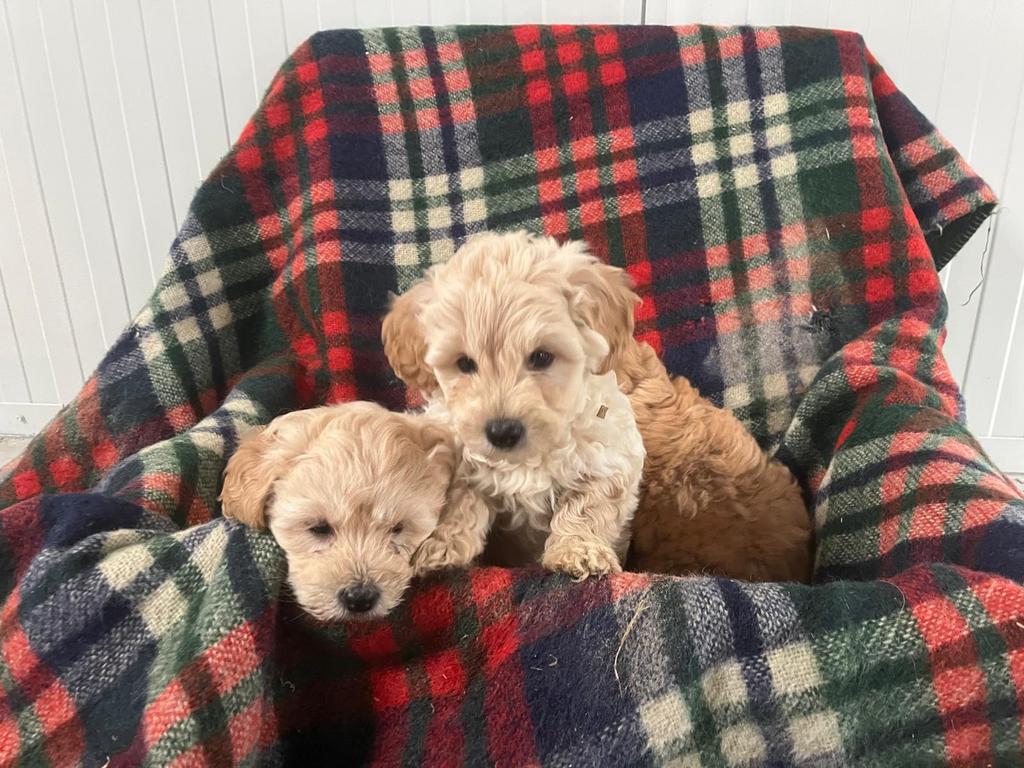 Mini doodle pups, Dieren en Toebehoren, Honden | Retrievers, Spaniëls en Waterhonden, Overige rassen, 8 tot 15 weken, Meerdere