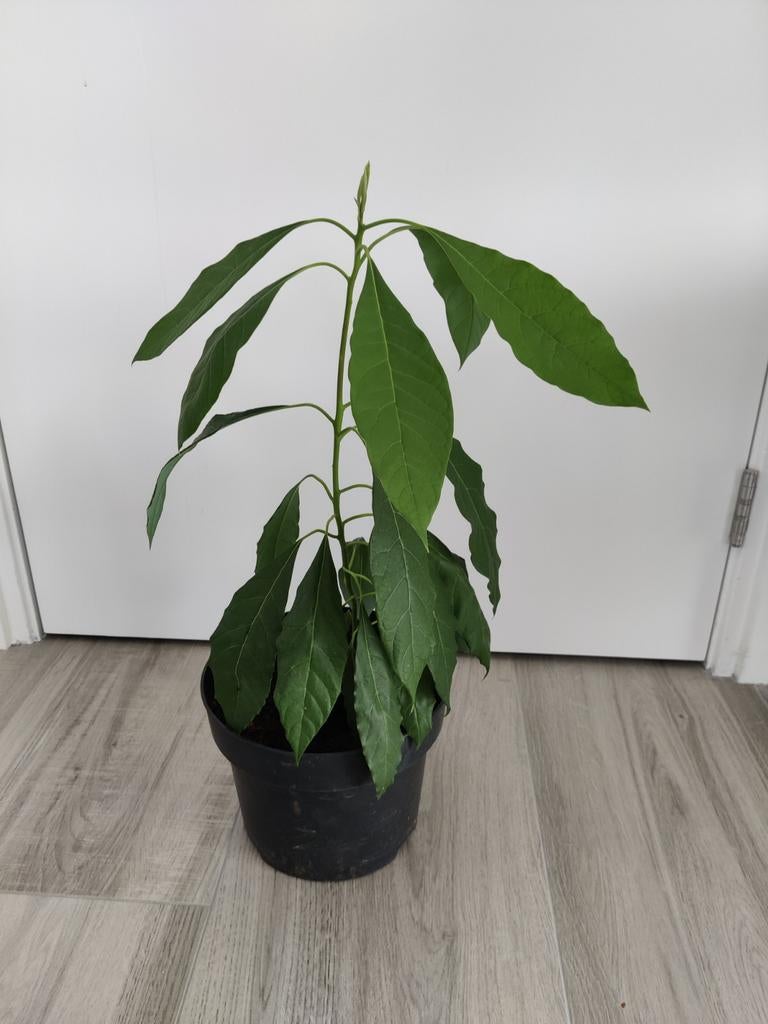 Avocado plant, Ophalen, Halfschaduw, Minder dan 100 cm