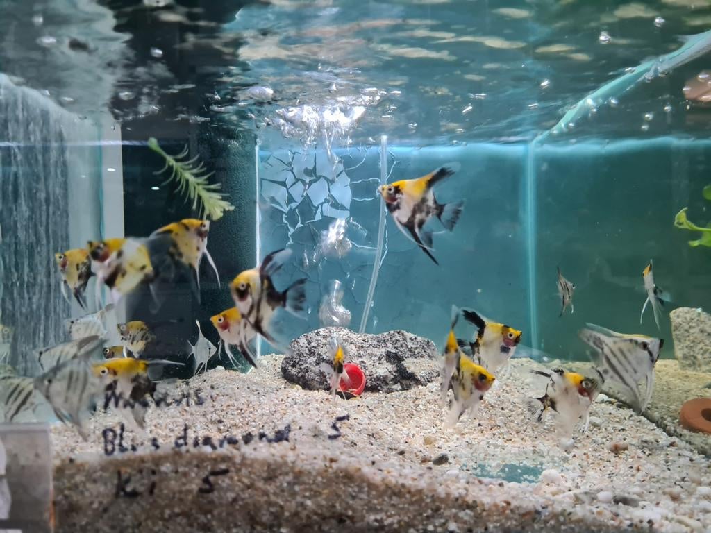 Koi maanvissen, Pterophyllum Scalare koi, Vis, Zoetwatervis