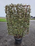 Bonte olijfwilgschermen 90x160cm, Ophalen, Overige soorten, Haag, 100 tot 250 cm