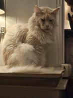 XXL Maine Coon Rus DEKKATER BlackSmoke GetestVriendelijkReus, Dieren en Toebehoren, 3 tot 5 jaar