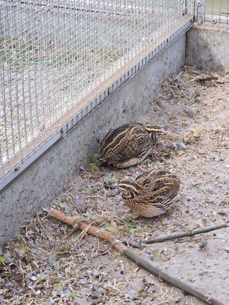 Europese kwartels, Dieren en Toebehoren, Meerdere dieren, Wildzangvogel