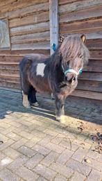 Lieve kinderpony🐴, Dieren en Toebehoren, Ruin, Zadelmak, 3 tot 6 jaar, Recreatiepony