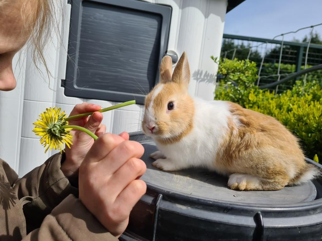 Lief tam dwergkonijntje te koop, Dieren en Toebehoren, Mannelijk, Dwerg, 0 tot 2 jaar
