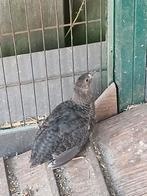 Japanse kwartel haan, Mannelijk, Overige soorten