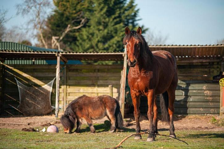 GEZOCHT paddock/weide voor paard en shet (ruinen), Dieren en Toebehoren, Stalling en Weidegang