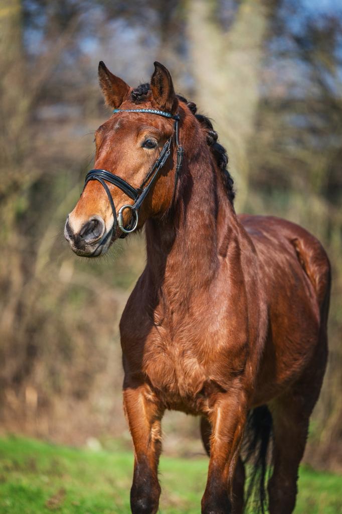 Leuke uitdagende lieve pony te koop, Dieren en Toebehoren, Pony's, Merrie, B, D pony (1.37m tot 1.48m), 3 tot 6 jaar, Met stamboom