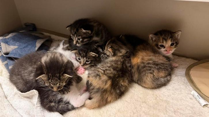 Cute kittens are looking for a caring house, Dieren en Toebehoren, Katten en Kittens | Overige Katten, Kater