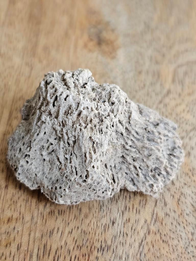 Favosites Fossiel Koraal, Verzamelen, Mineralen en Fossielen, Ophalen of Verzenden, Fossiel