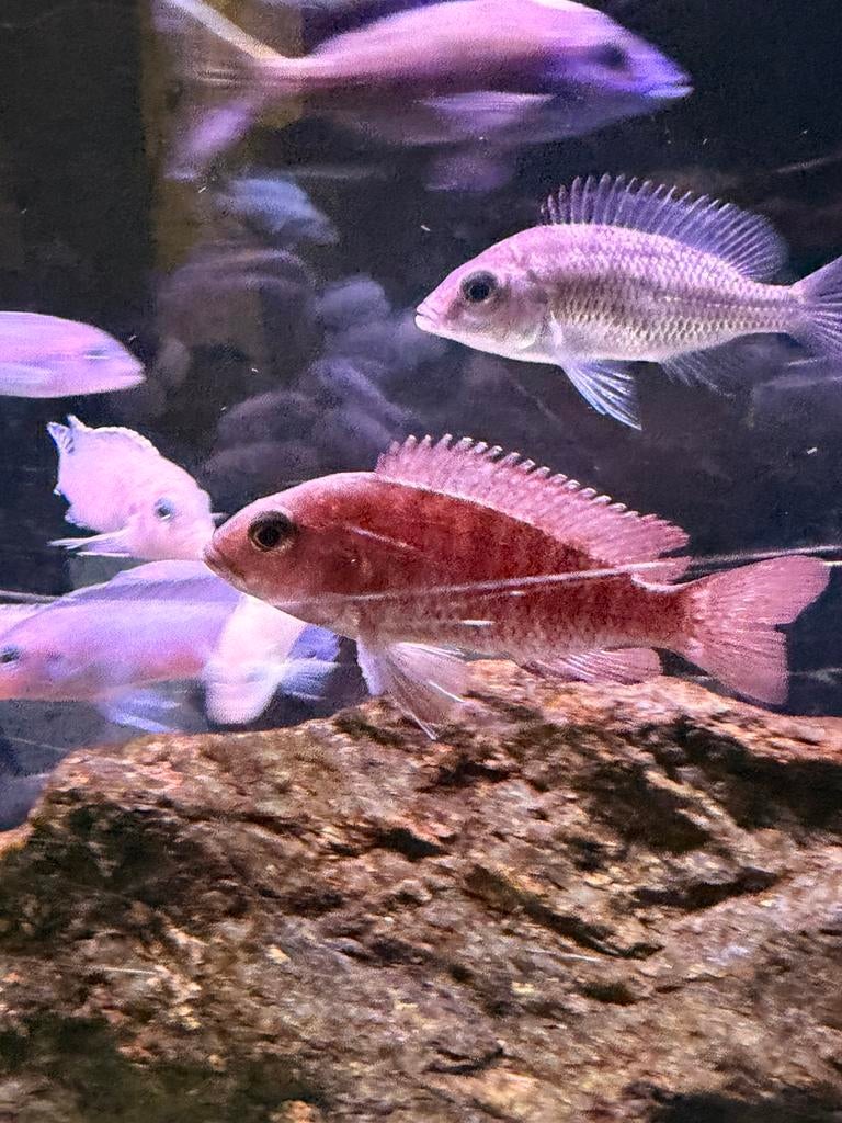 Malawi cichlide, Vis