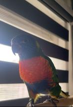 Zeer lieve en tamme lori papegaai, Dieren en Toebehoren, Mannelijk, Papegaai, Geringd