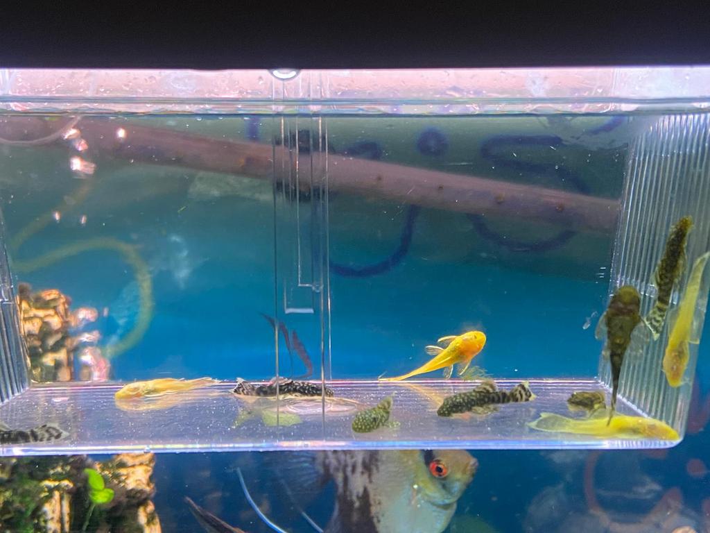 Algeters (ancistrus) te koop, Dieren en Toebehoren, Vissen | Aquariumvissen, Vis