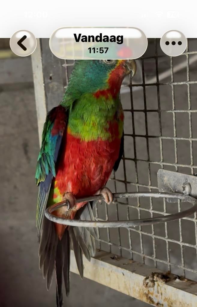 Gezocht pop, Dieren en Toebehoren, Vogels | Parkieten en Papegaaien, Vrouwelijk, Parkiet