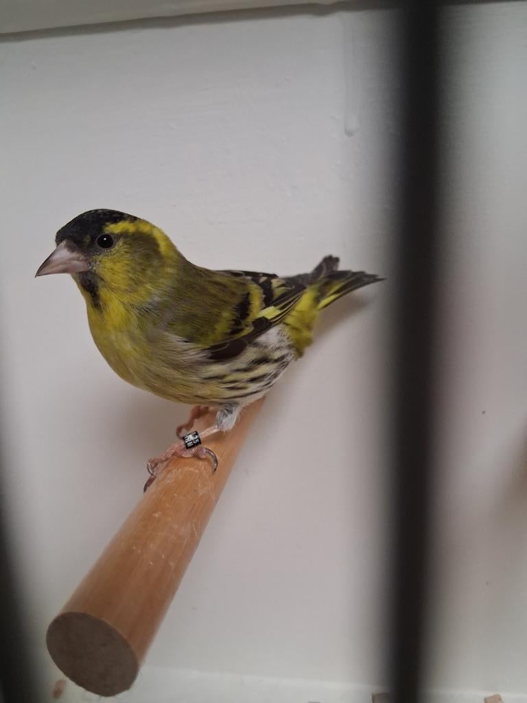 Gezocht vele soorten vogels kanarie Tropen parkiet wildzang, Meerdere dieren