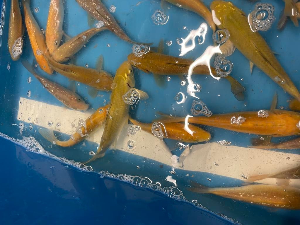 Mooie chagoi karashigoi ochiba saragoi, Karper of Koi