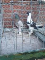 Saksische kroppers, Meerdere dieren, Kropper