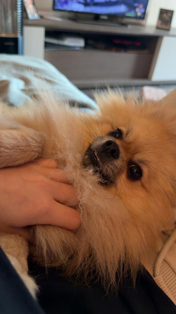 Pomeriaan dekreu, Reu, 1 tot 2 jaar, Parvo, Eén hond