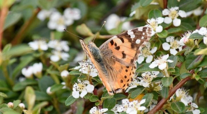 40 dwergmispels Cotoneaster bodembedekkers €100, Tuin en Terras, Planten | Tuinplanten, Vaste plant, Bodembedekkers, Volle zon