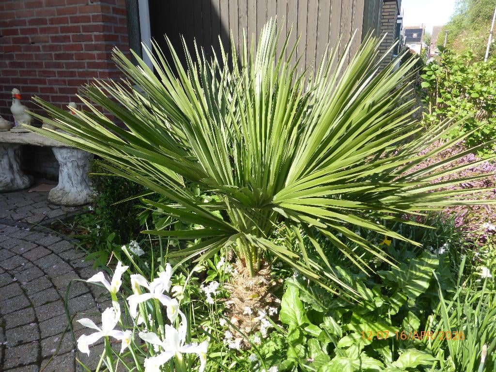 palmboom, Minder dan 100 cm, Zomer, Palmboom, Ophalen
