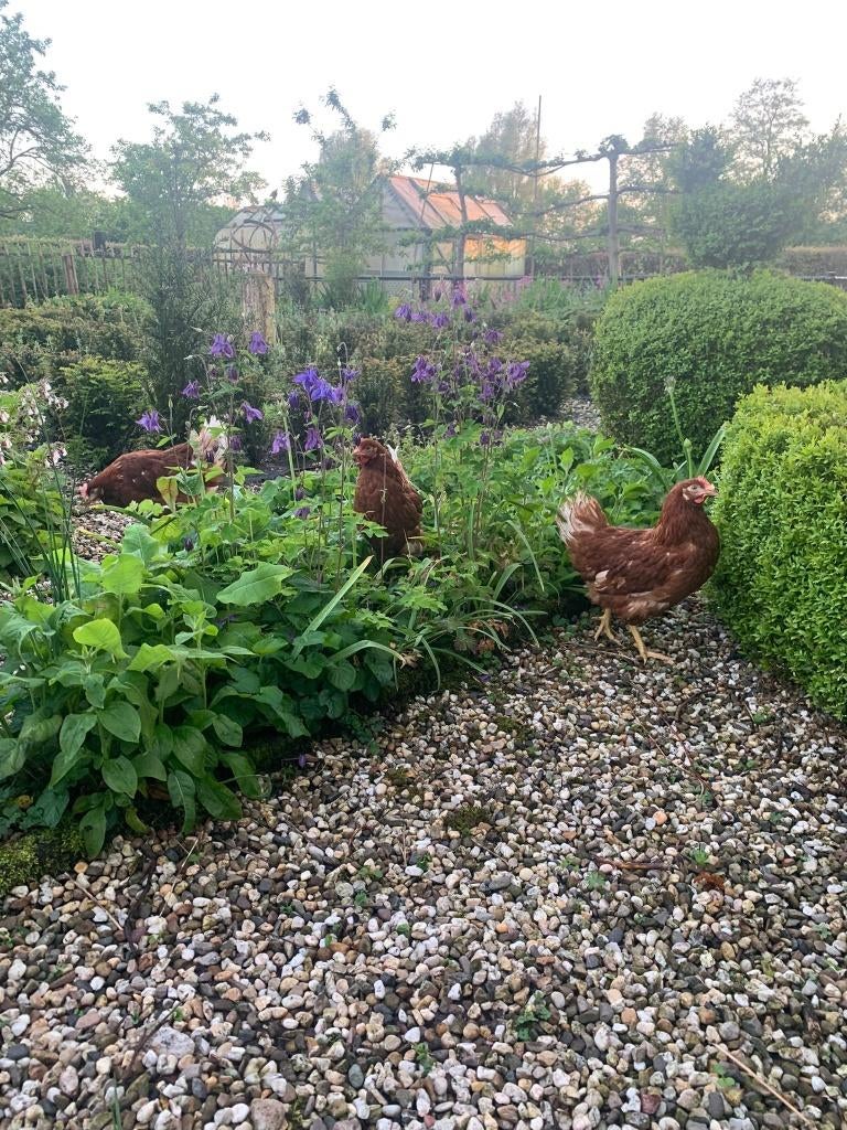 Broedeieren| Van de leukste Leghennen | Lohman Brown, Dieren en Toebehoren, Geslacht onbekend, Kip