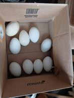 Te koop ganzen eieren, Ophalen of Verzenden, Nieuw, Overige typen