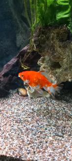 gratis 2 goudvissen groot formaat, Vis