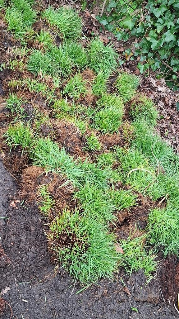 Pennisetum/lampepoetsersgras, Tuin en Terras, Planten | Struiken en Hagen, Ophalen