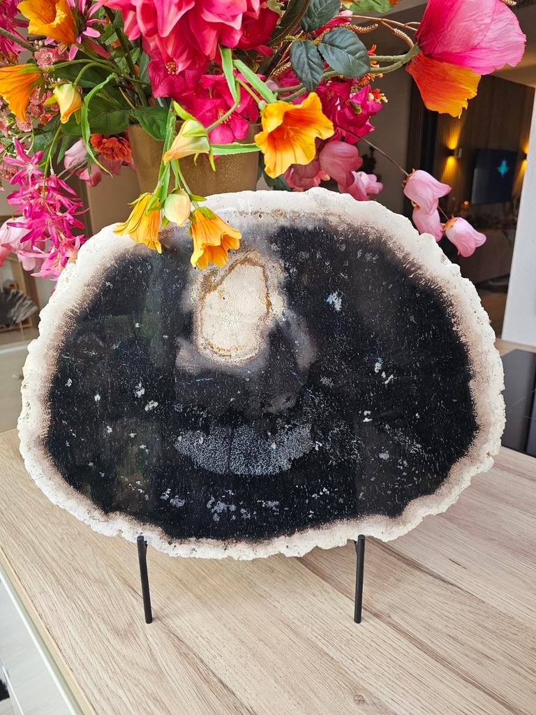 Zware versteende palm wortel plak 8.4 kg., Verzamelen, Mineralen en Fossielen, Ophalen of Verzenden