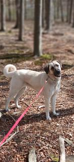 Supper lieve turkseherder (kangal)teefje twee jaar, 1 tot 2 jaar, Teef, Eén hond, Nederland