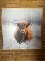 Schotse hooglander schilderij | 80x80cm, Ophalen of Verzenden, Zo goed als nieuw, Schilderij, Minder dan 50 cm