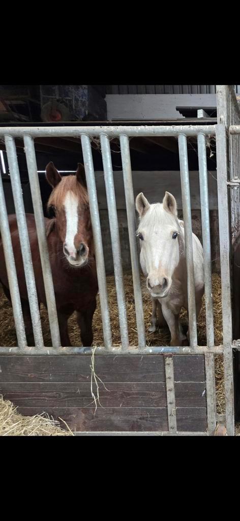 Bijrijder gezocht voor c pony Nijkerk, Dieren en Toebehoren, Stalling en Weidegang