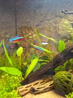 Vijf kardinaal tetra's, Vis