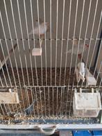 Koppel witte zebravinken, Meerdere dieren, Overige soorten