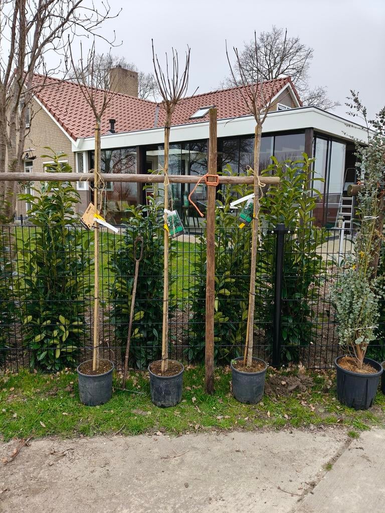 3 catalpa trompetboom, bolboom, Tuin en Terras, Ophalen of Verzenden, Volle zon, Overige soorten