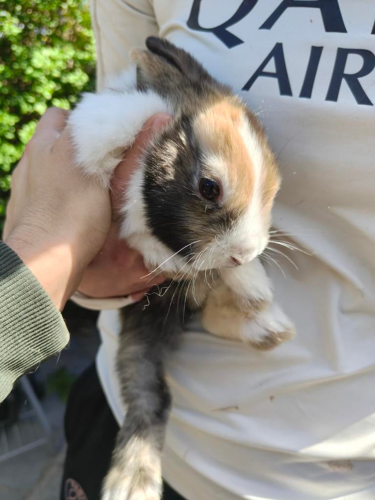 Baby konijn, Dieren en Toebehoren, Dwerg, 0 tot 2 jaar