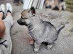 Puppies Tsjechoslowaakse wolfhond kruising, Dieren en Toebehoren, Overige rassen, 8 tot 15 weken, Meerdere, Meerdere dieren